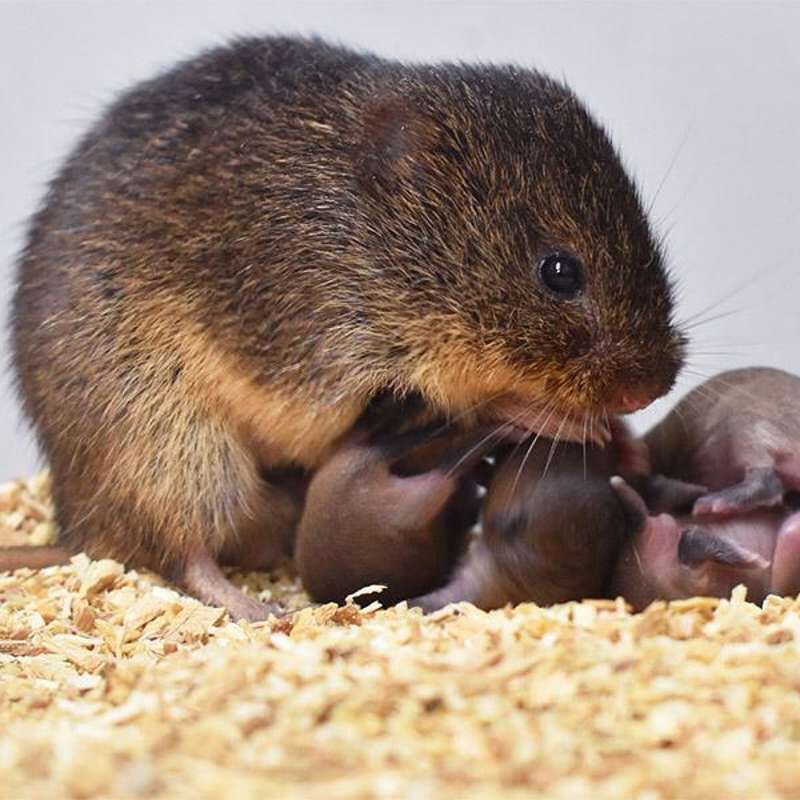 Rata